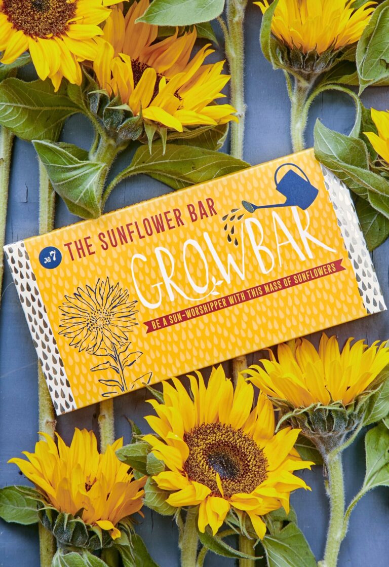 A yellow sunflower growbar placed on top of large sunflowers with bright yellow petals lying in a row.