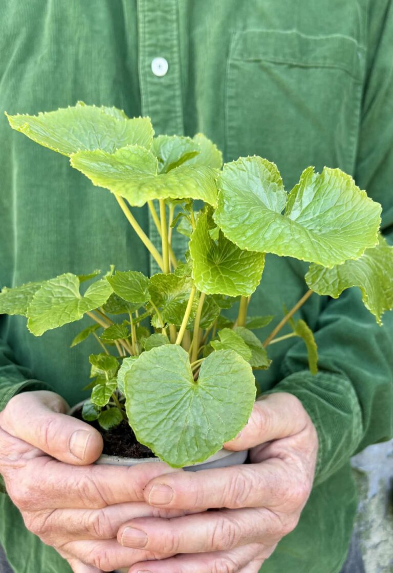 Potted Wasabi plant with a wrapped bag of Wasabi Peas, a jar of Wasabi peas and a Wasabi plant stem and leaf on butcher's block.