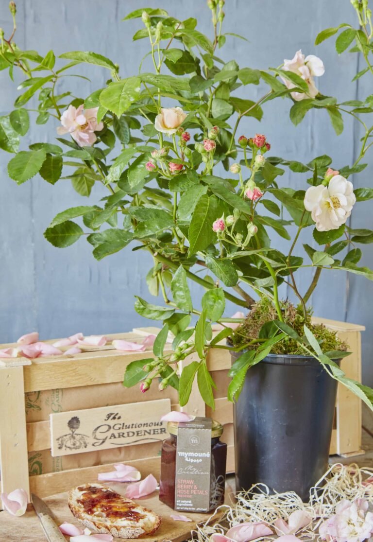 A rose plant in a black plastic pot, moss covered, with green and pink rose buts and three flowers in bloom, next to a jar of rose petal jam and a slice of white bread with jam on a wooden plat. A wooden gift crate in the background, wood wool and pink rose petals spread across the scenery.