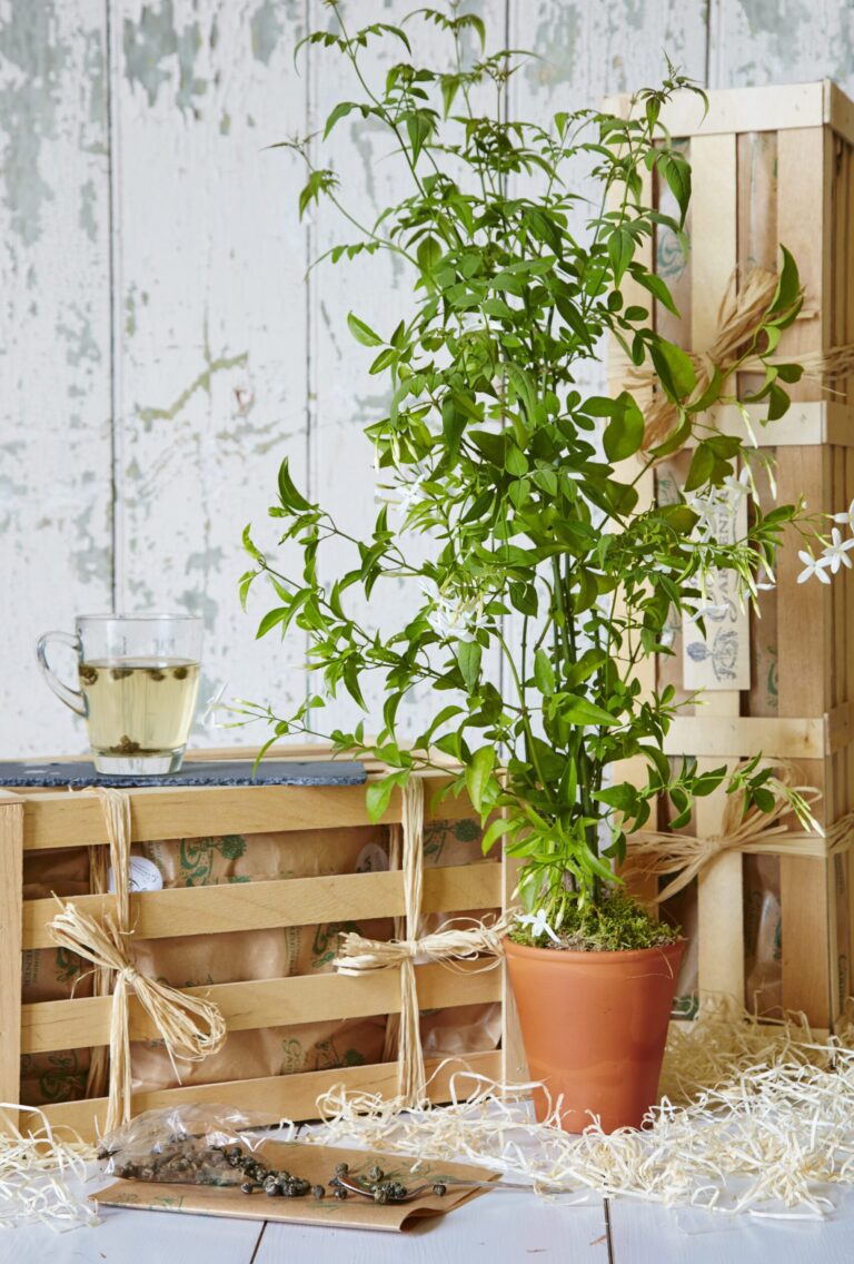 Delight someone special with a fragrant jasmine flower plant in a terracotta pot and premium jasmine tea pearls - perfect for endless summer enjoyment.