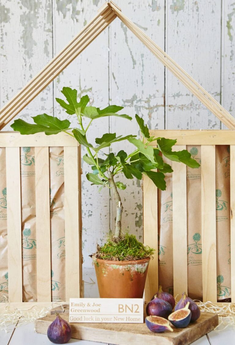 The Fig tree housewarming gift includes a fig tree in a terracotta pot standing behind a wooden tray with a personalised wooden plaque and fresh purple figs. a wooden house made of gift crates in the background.