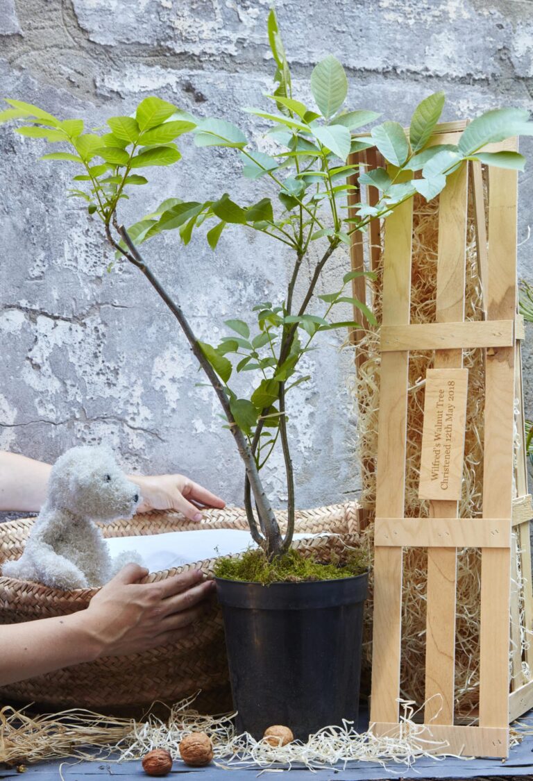 The Christening Gift Crate. This includes a young walnut tree in front of The gluttonous gardener's personalised wooden gift boxes.