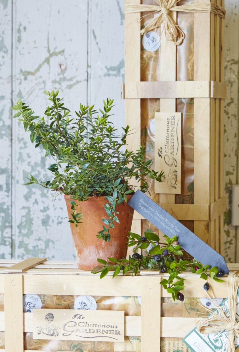 A Myrtle bush in a terracotta pot with a personalised slate stake and and a few myrtle twigs with blue berries of the myrtle tree, placed on top of a wooden gift crate.