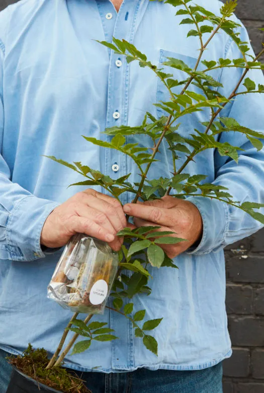 A tall green 'Pink Szechuan Pepper Plant' in a moss covered plastic pot, together with a selection of three plastic sachets with dried aromatics held by a man in a blue shirt.