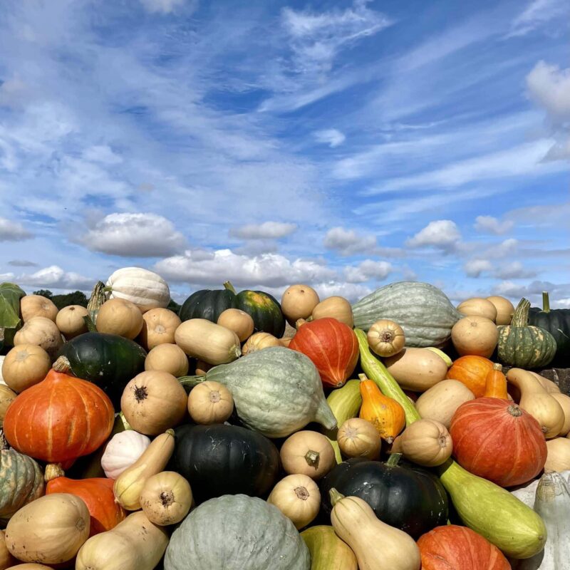 pumpkins and squashes on pumpkin patch in a bright sunny day