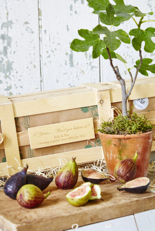 A small fig tree in a terracotta pot, covered with moss next to a wooden board with green and purple figs and a wooden gift crate with a personalised engraved wooden plaque.