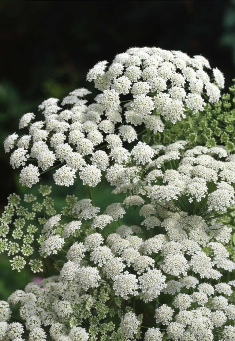 White flowering Ammi growing amongst foliage with orange flowers in the background.