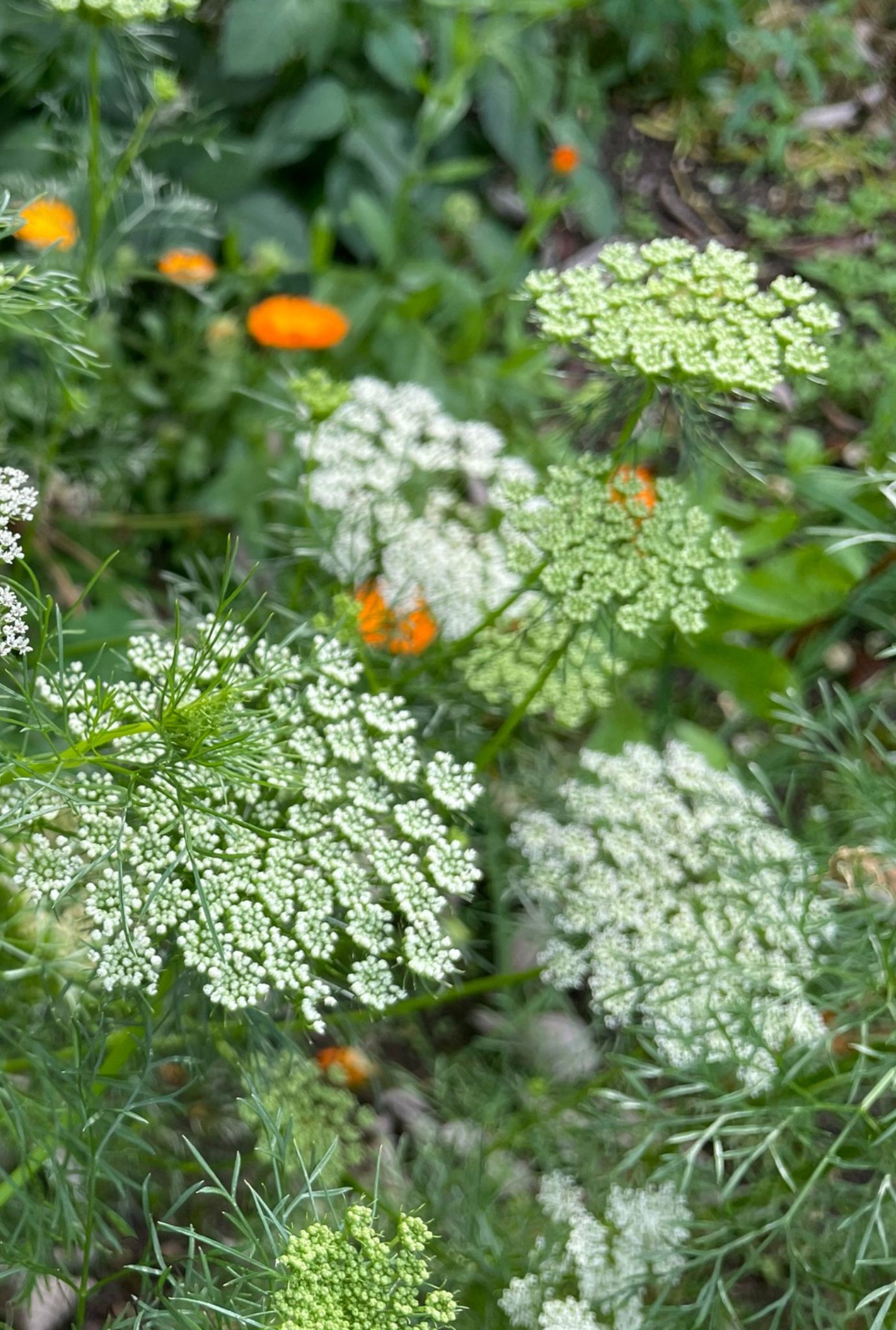 White flowering Ammi growing amongst foliage with orange flowers in the background.