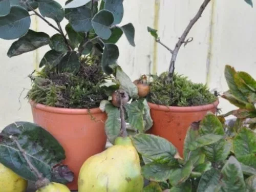 A quince tree and a Medlar tree in terracotta pots with yellow quince fruits and green foliage.