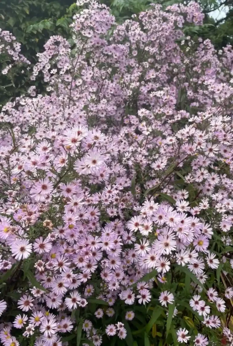Lots of purple flowing Aster on tree.