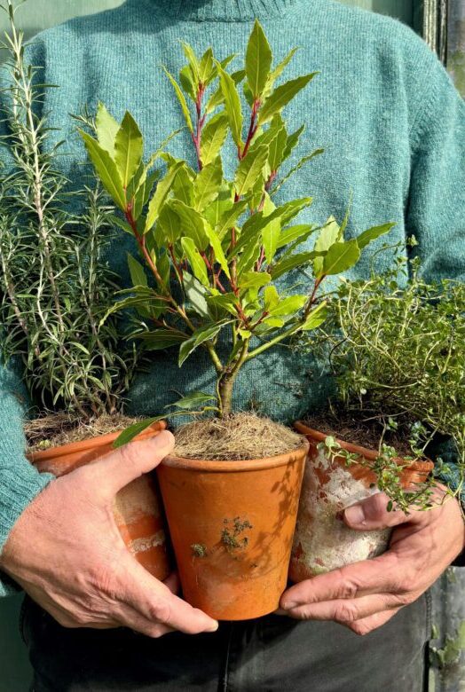 BBQ Herbs gift crate of rosemary, thyme and bay plants all in terracotta pots held by our gardener.