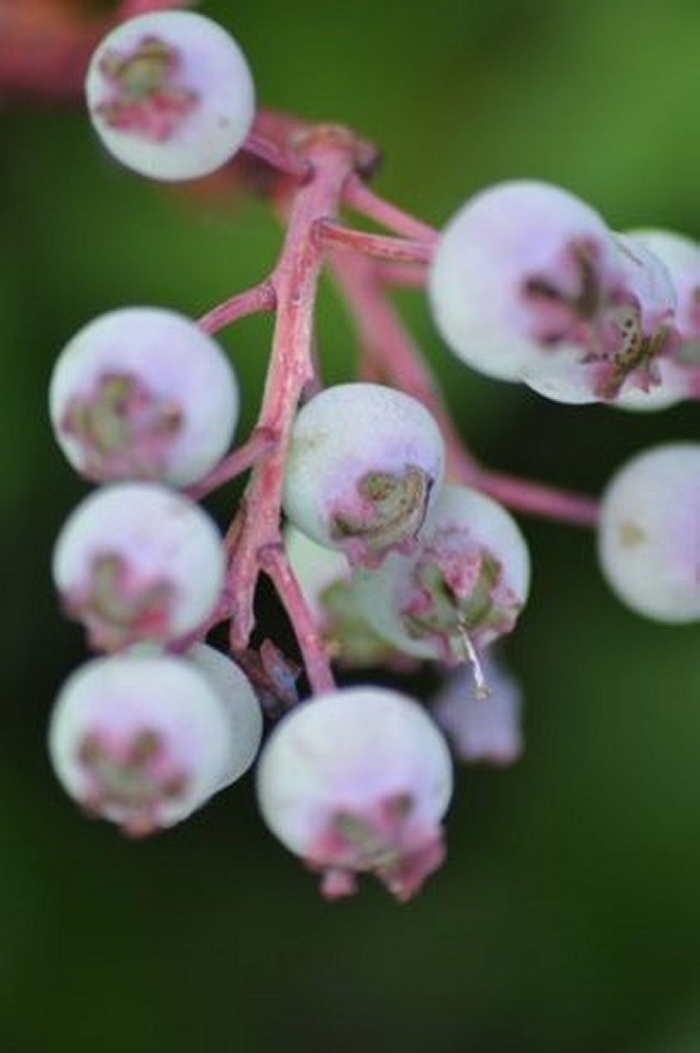 Close up of juicy blueberries on green blurred background.