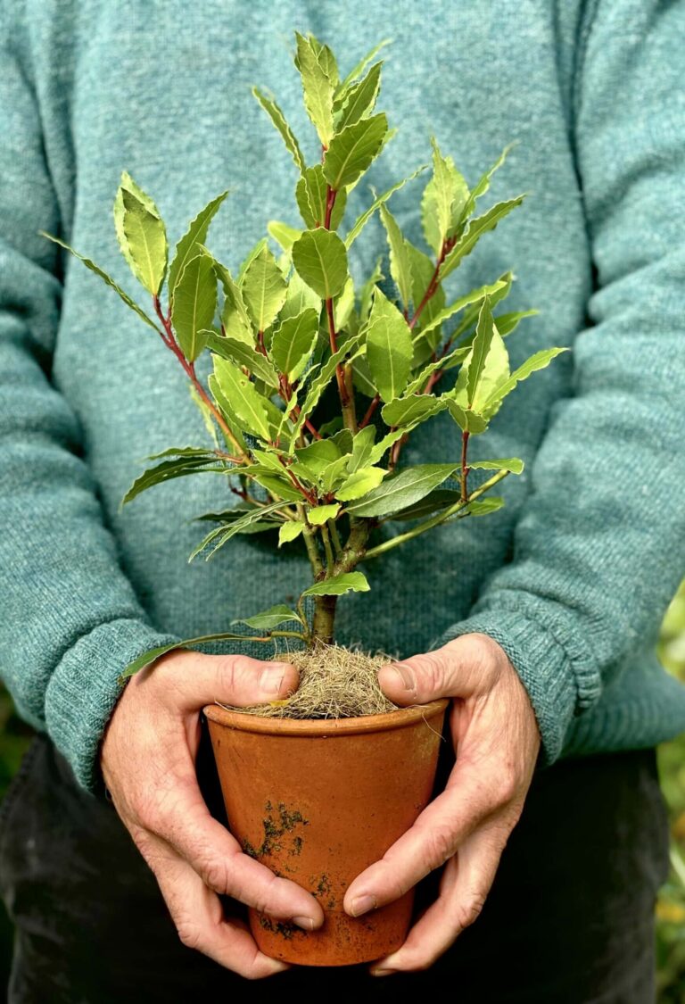 A small bay tree in a terracotta pot held by a human.