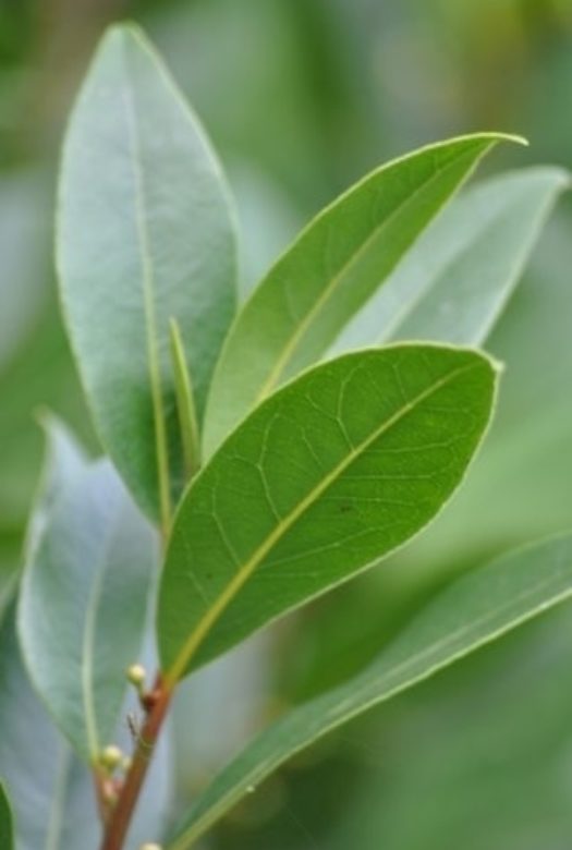 Close up of a tip of a bay tree with long rounded healthy looking bay leaves against a green background.