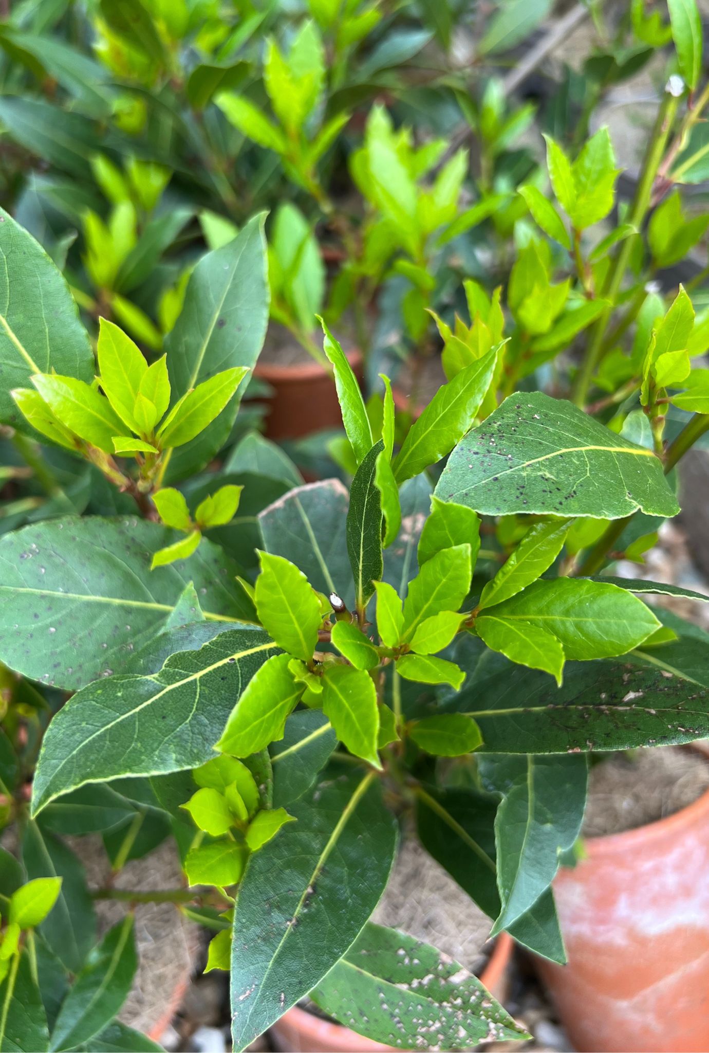 Multiple potted Bay Trees with green leaves.