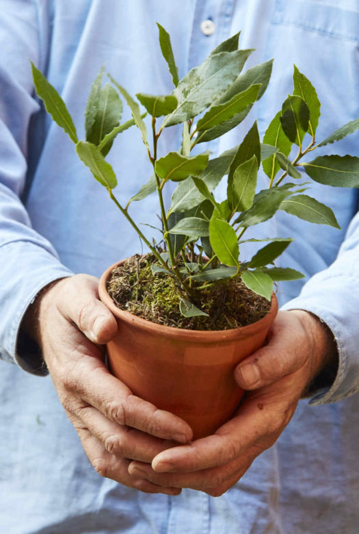 A small bay tree in a terracotta pot held by a human.