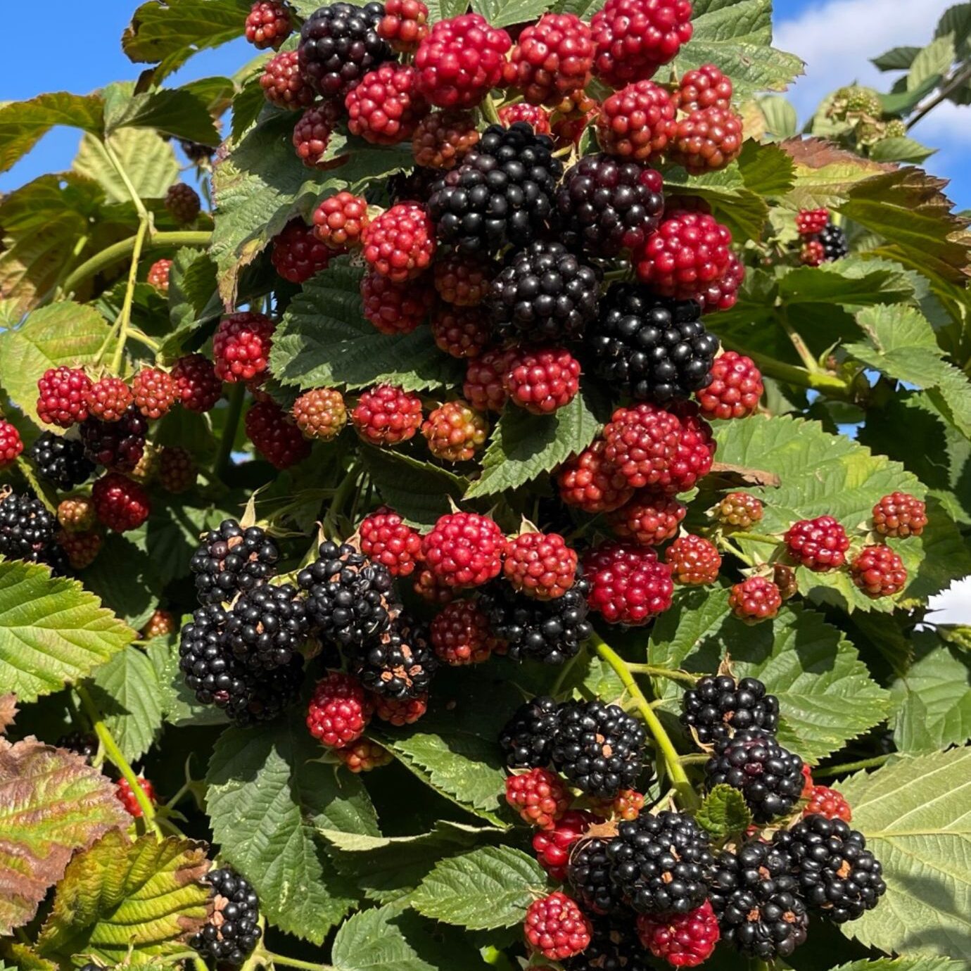 Glossy pale pink. burgundy and black unripe blackberries on a blackberry bush surrounded by green foliage.
