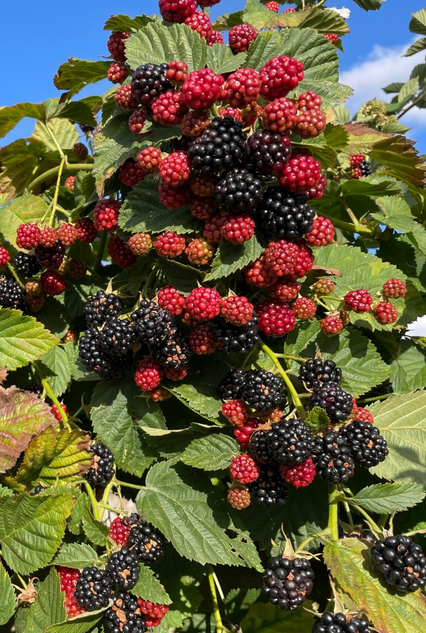 Blackberries in different shades of red growing amongst leaves.