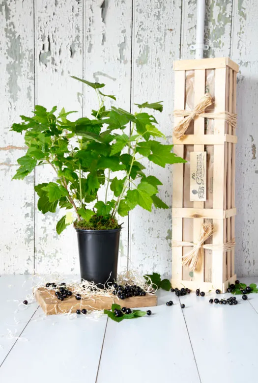 A Wooden Gift Crate next to a Blackcurrant Plant in a black plastic pot with rich fresh green leaves standing on a wooden plate surrounded by fresh blackcurrant berries spread around the plant and the crate.