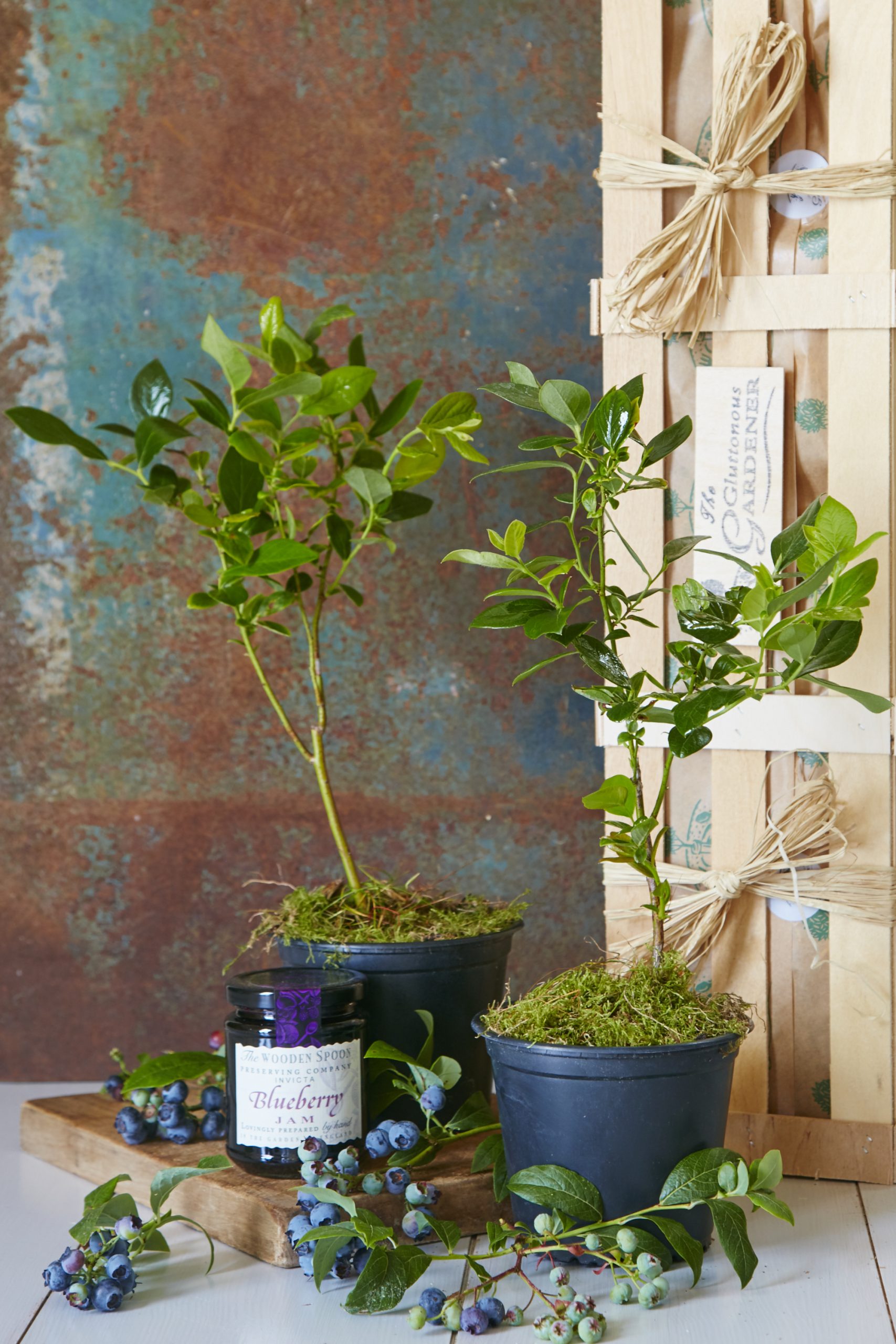 A pair of blueberry plants in a plastic pot, one standing on a wooden board together with a jar of blueberry jam and a few twigs carrying fresh blueberries. a wooden gift crate in the background.