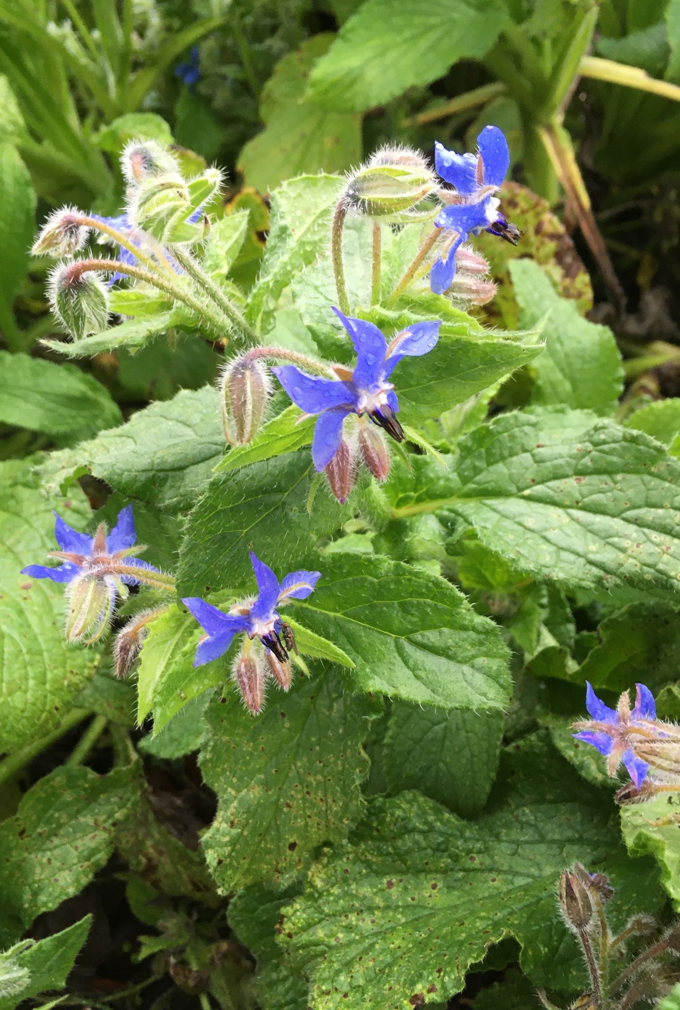 Lots of small purple Borage flowers amongst foliage.