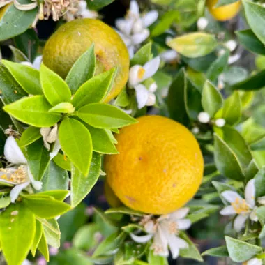 Close up of two orange fruits amongst green fresh leaves of the Calamondin orange plant with small white Orange blossom.