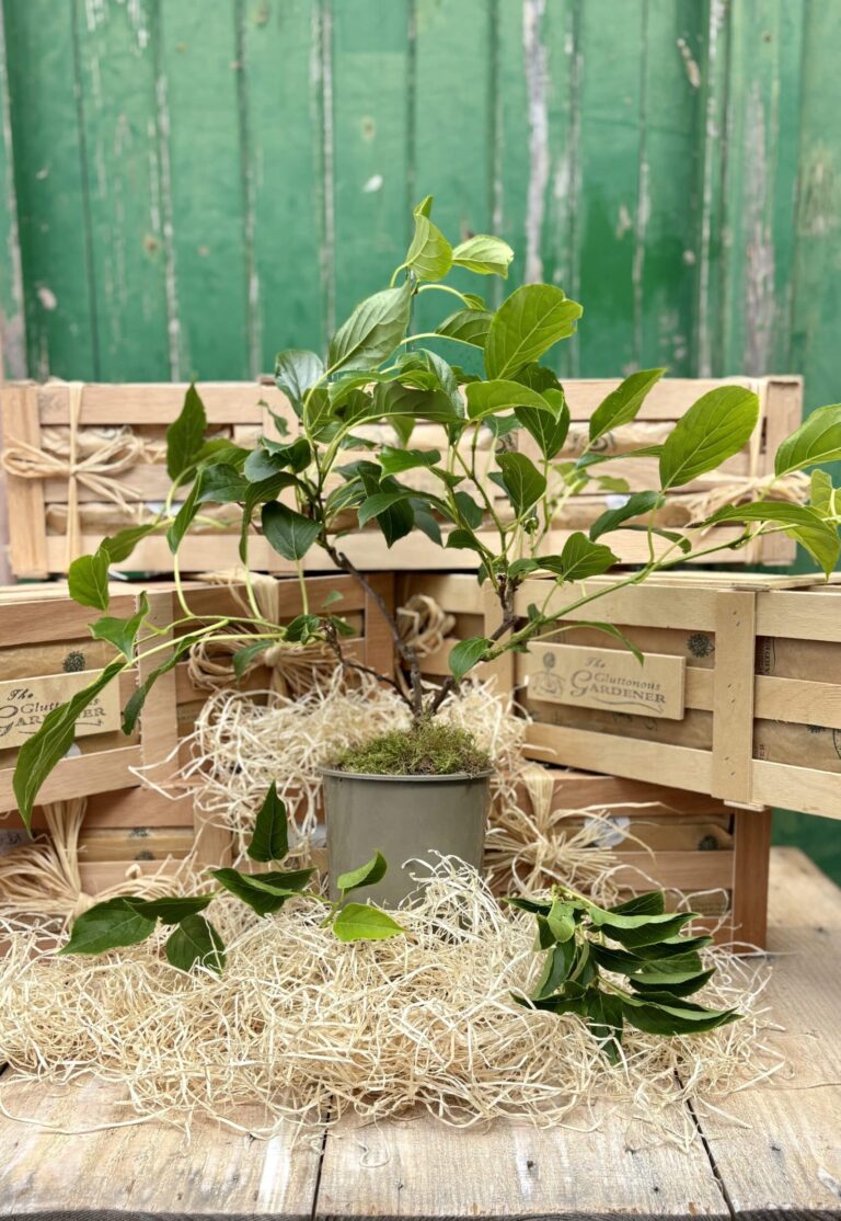 Cocktail kiwi plant in pot surrounded by wooden crates and straw.