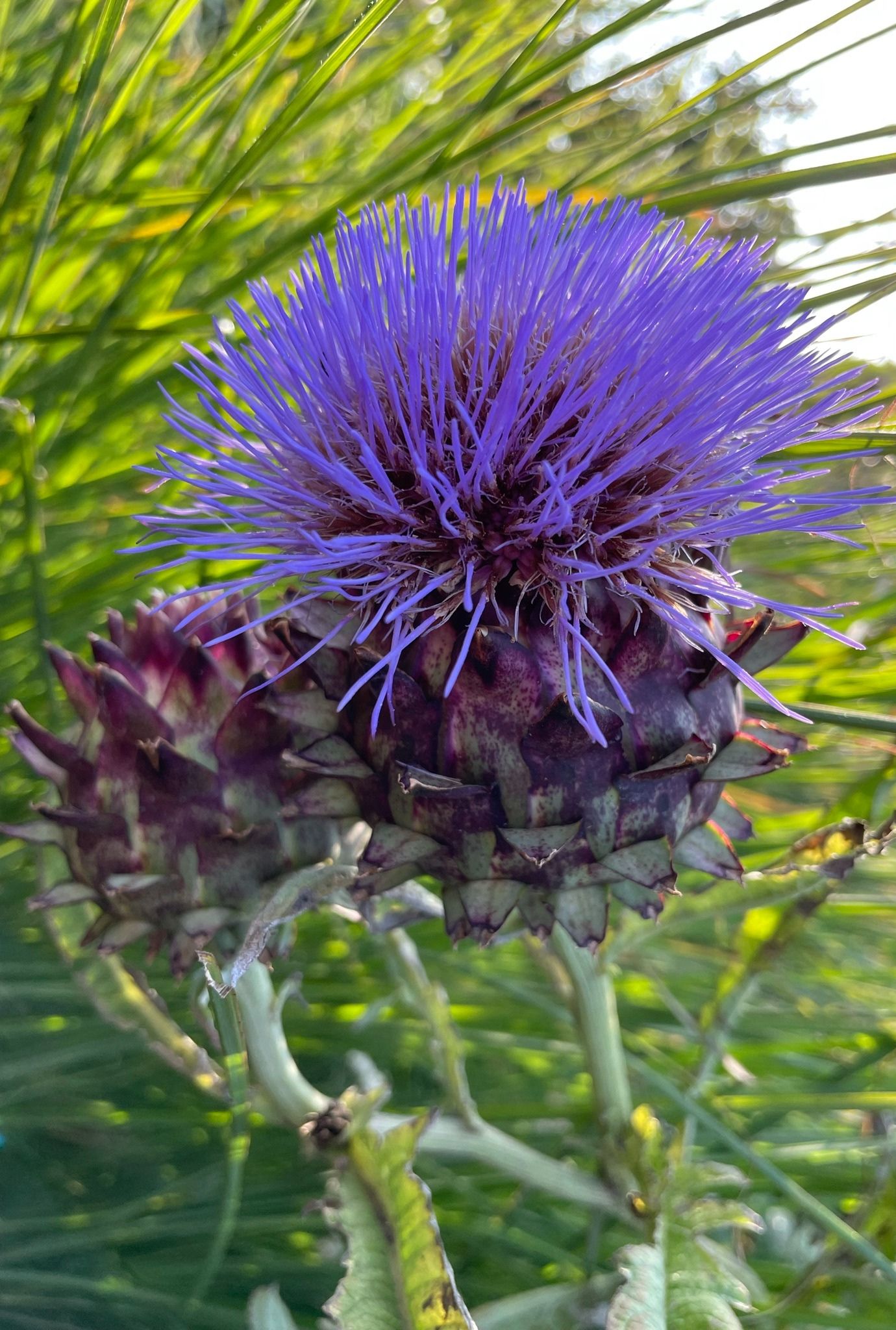 Indigo-coloured Cardoon flowering on a green stem in the sunshine.