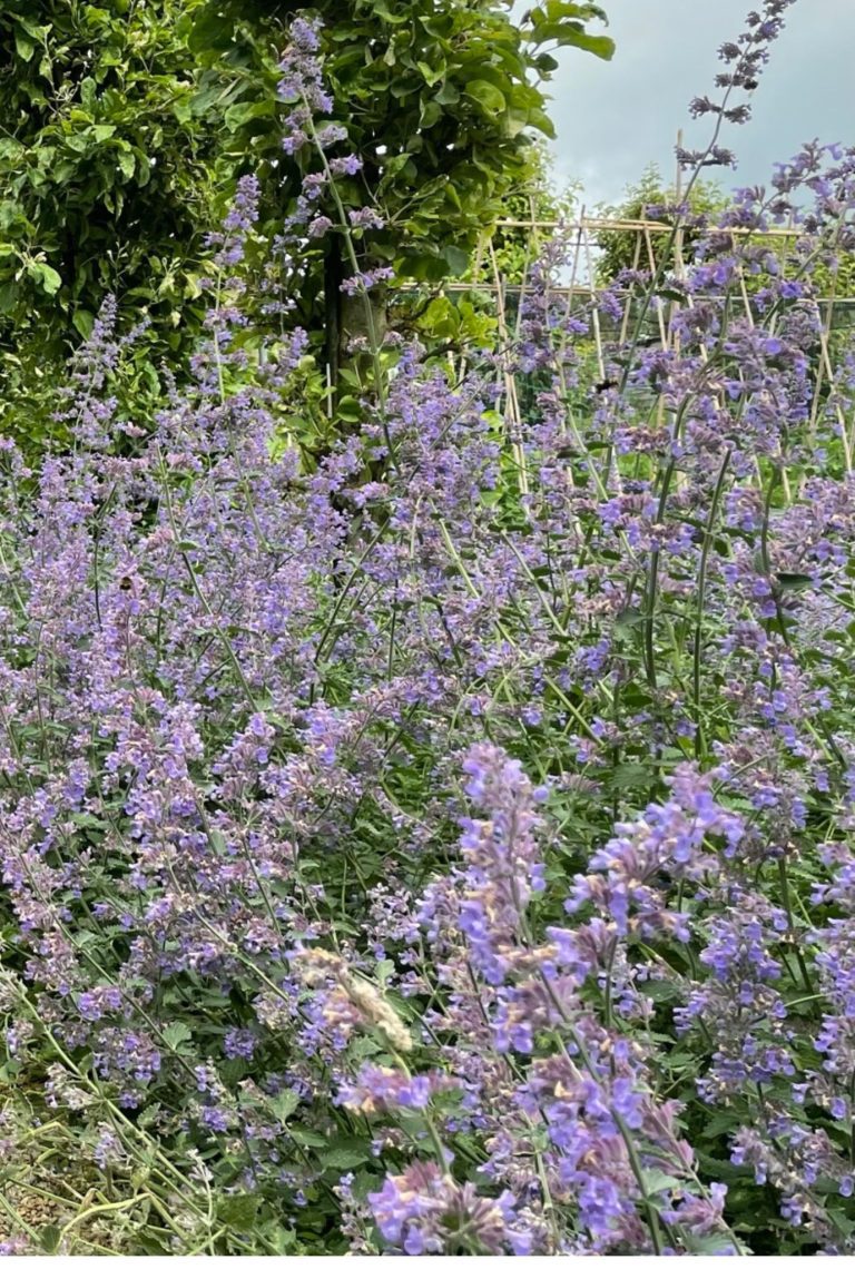 Purple flowering Catmint growing outside with a tree in the background.