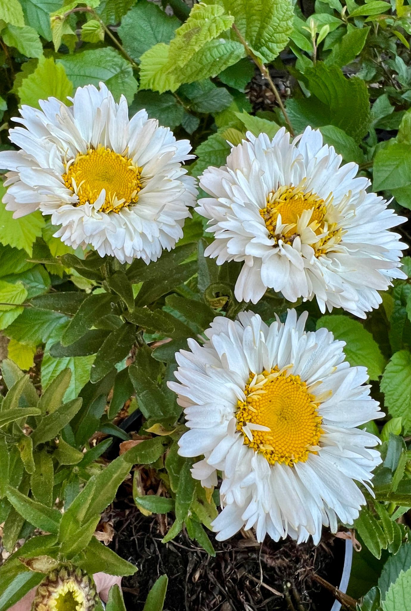 Three white Chrysanthemums growing amongst foliage.