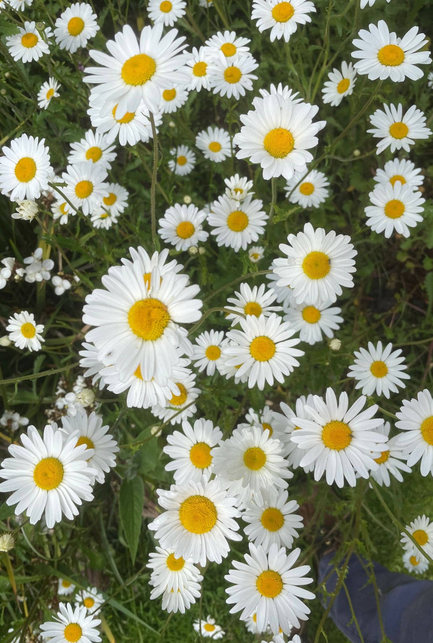 Large white Daisies growing in the grass outside.