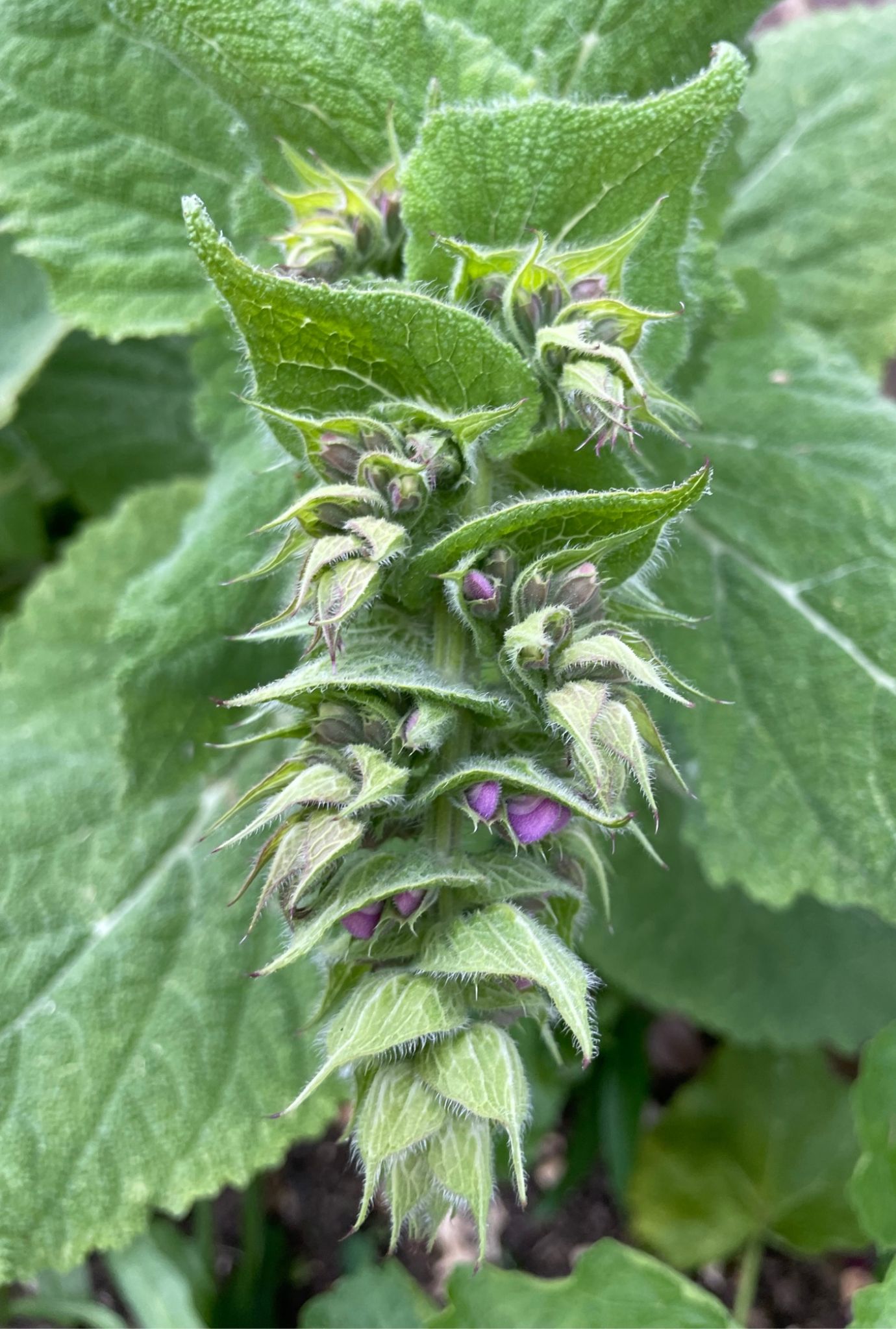 Close up of a Clary Herb with purple flowers amongst greenery.