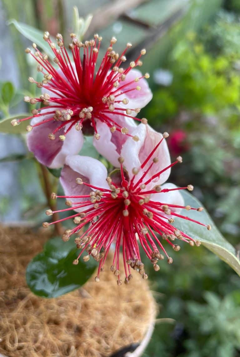 Close up of two vibrant pink and red Feijoa flowers with foliage in the background.