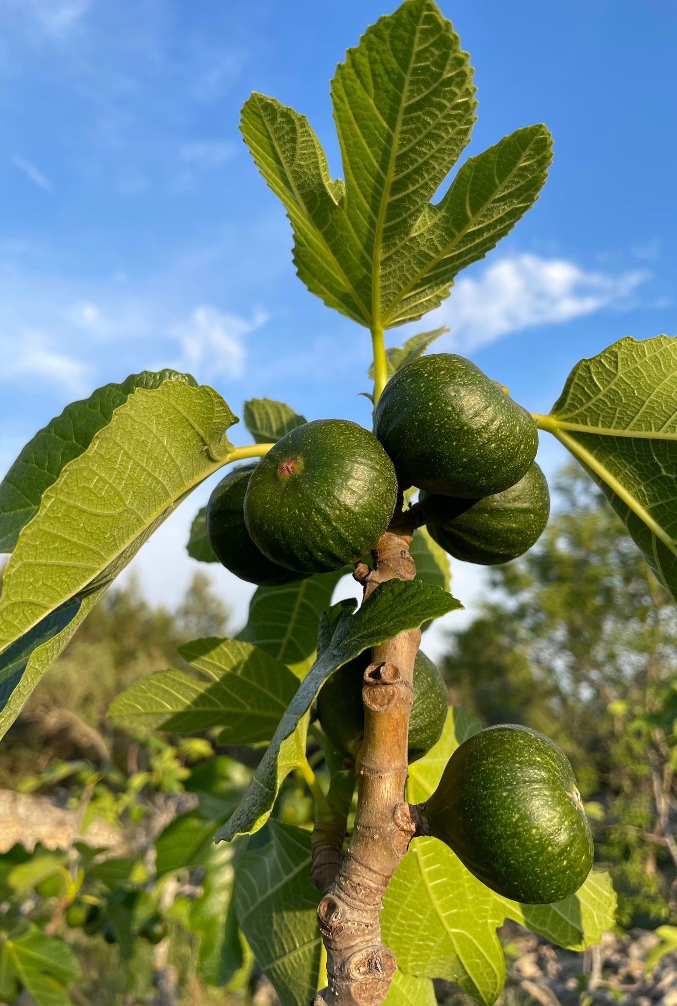 Close up of green unripe Figs growing on branch with blue sky in the background.