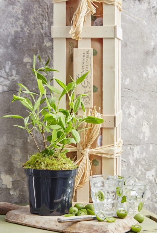 A small Cocktail Kiwi plant in a plastic pot and two glasses filled with ice cubes and small green kiwi fruits inside and around the glasses on a wooden board with a wooden gift crate in the background.