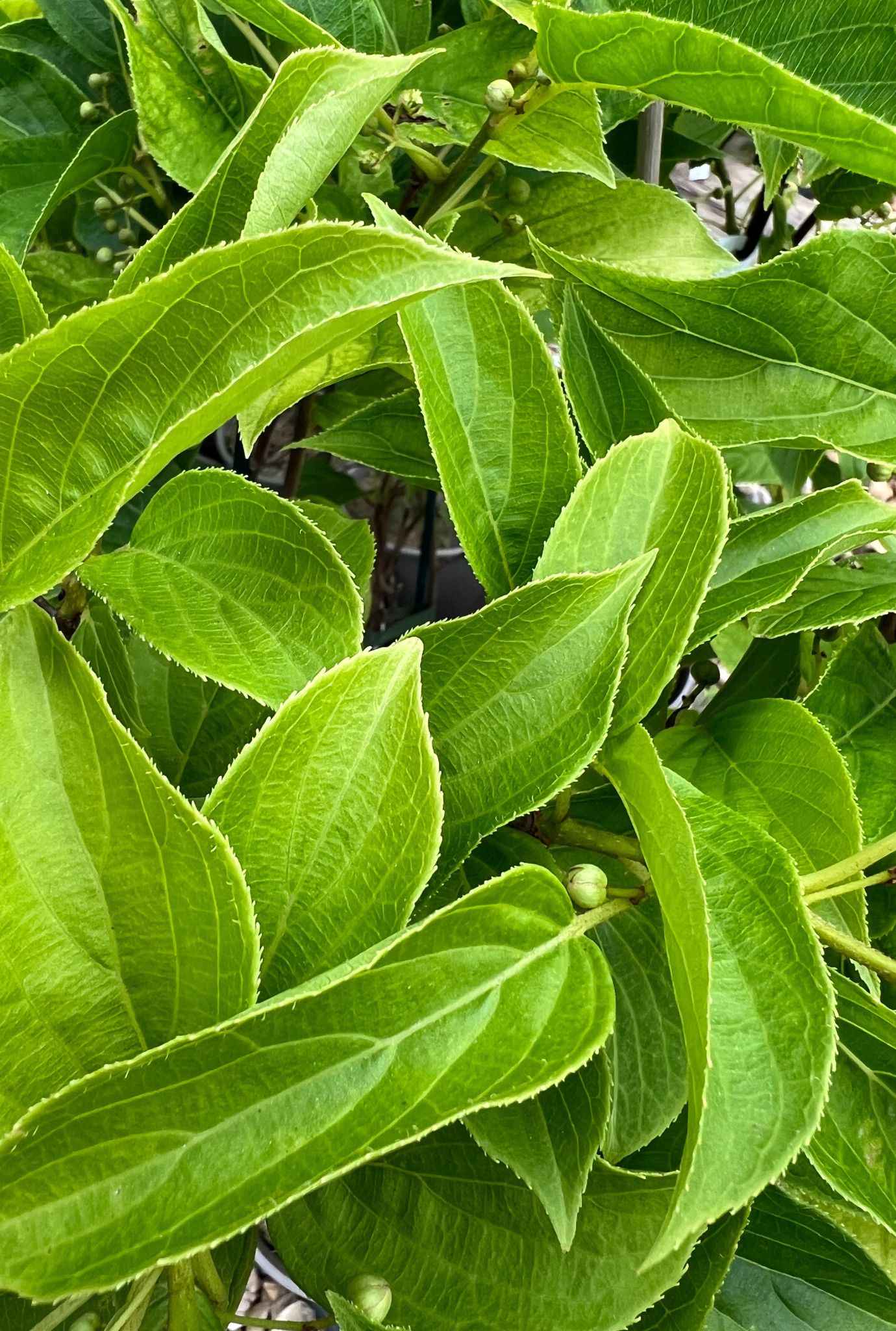 Green Cocktail Kiwi buds growing amongst large Kiwi leaves.