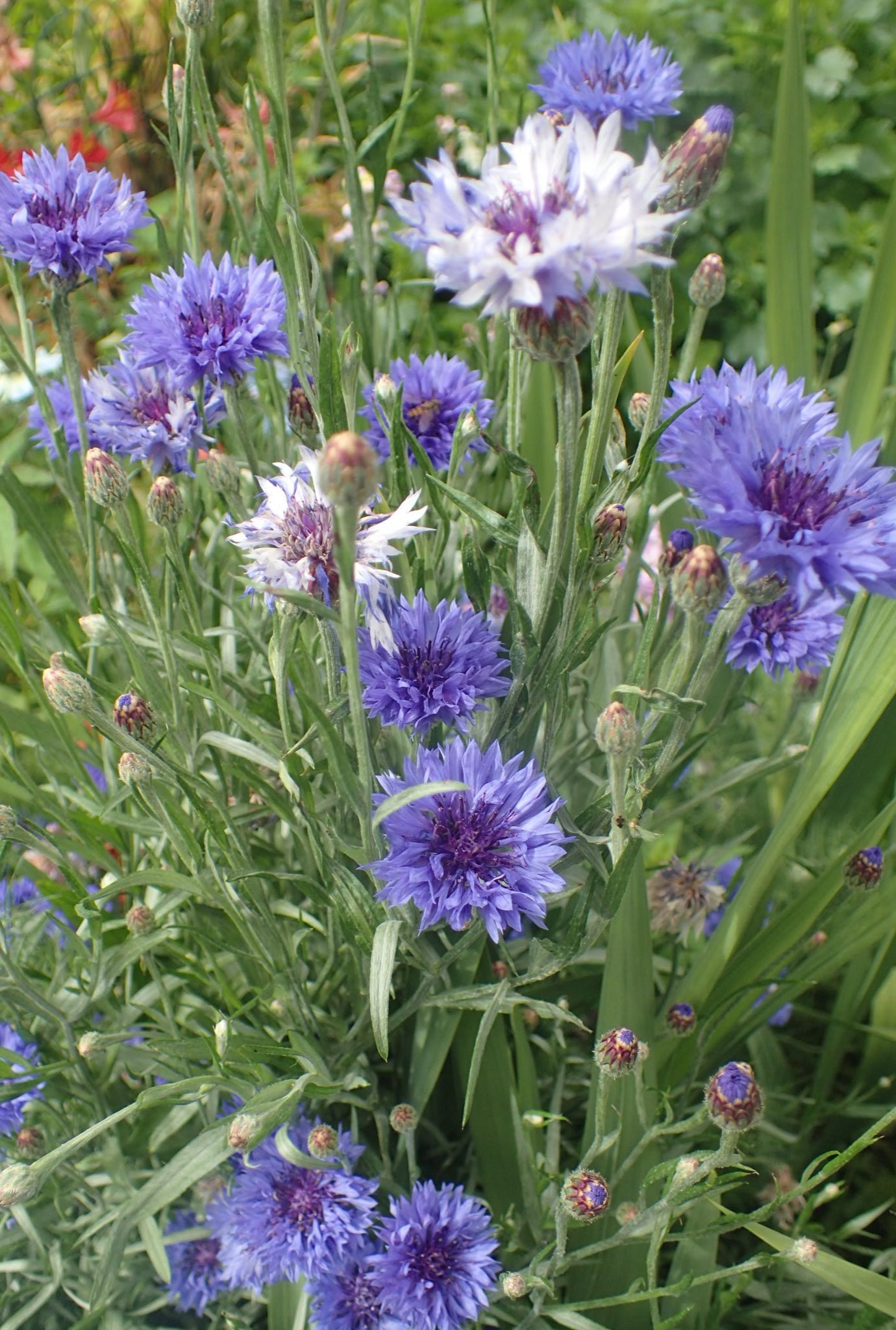 White and purple Cornflowers growing in grass with green foliage in the background.