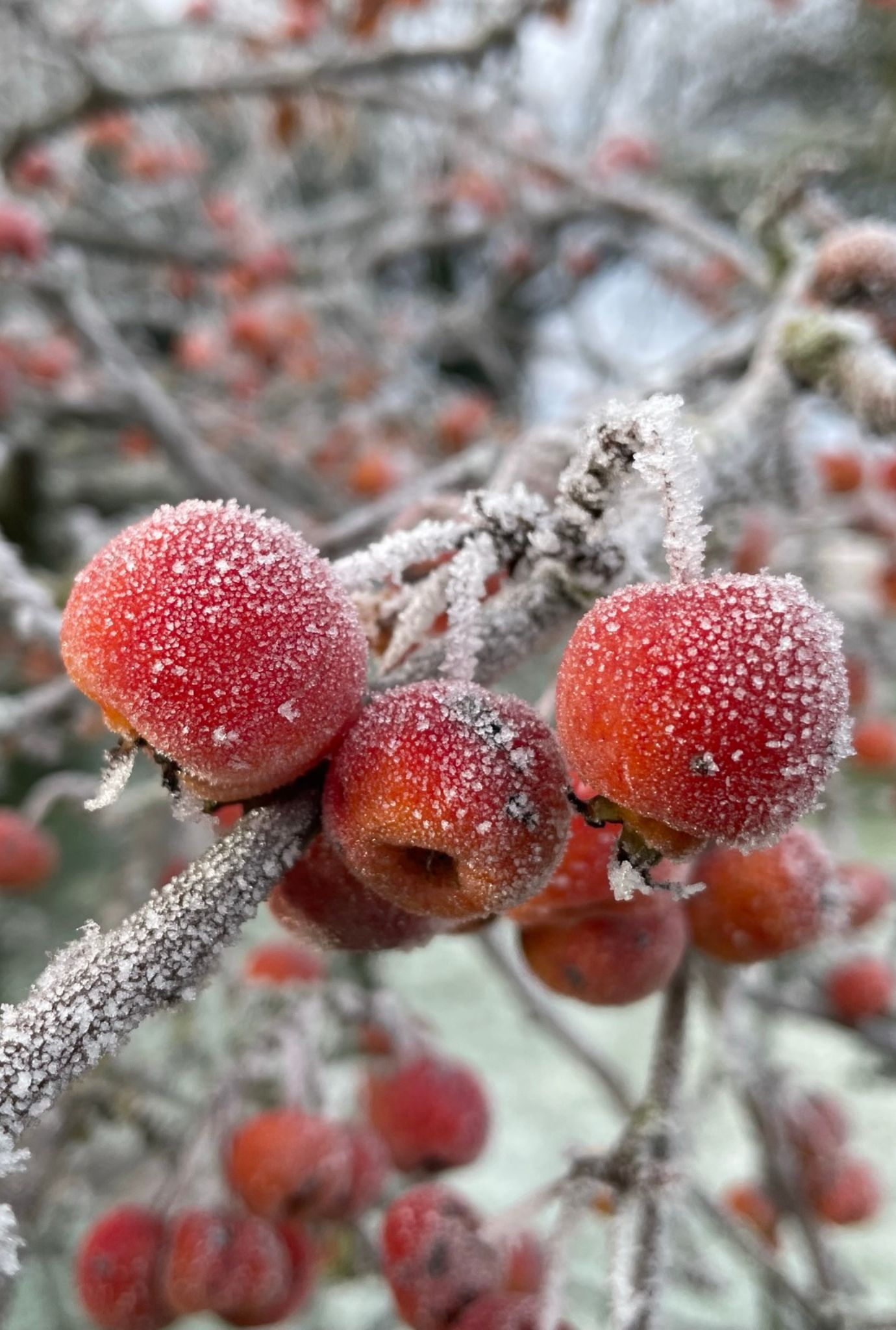 Frosty red Crab Apples growing outside on a bright winter's day.