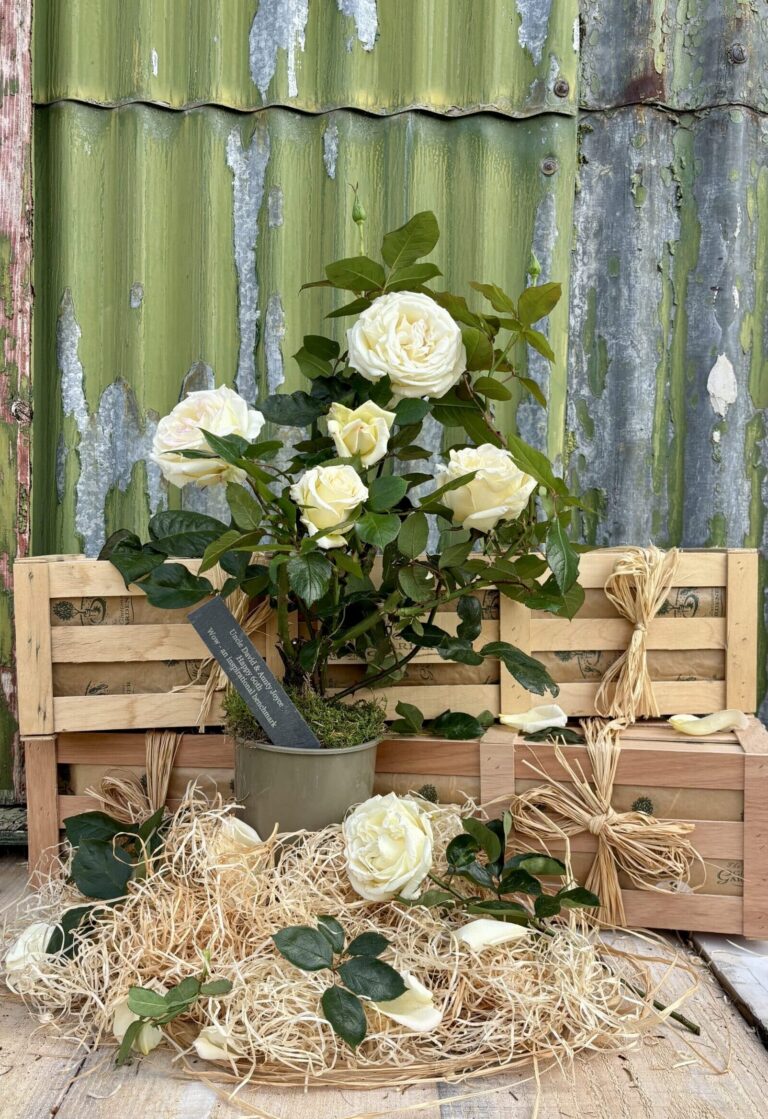 Celebrate six decades of love with our unique personalised diamond wedding anniversary rose gift! A beautiful rose and custom slate. Free next-day delivery.