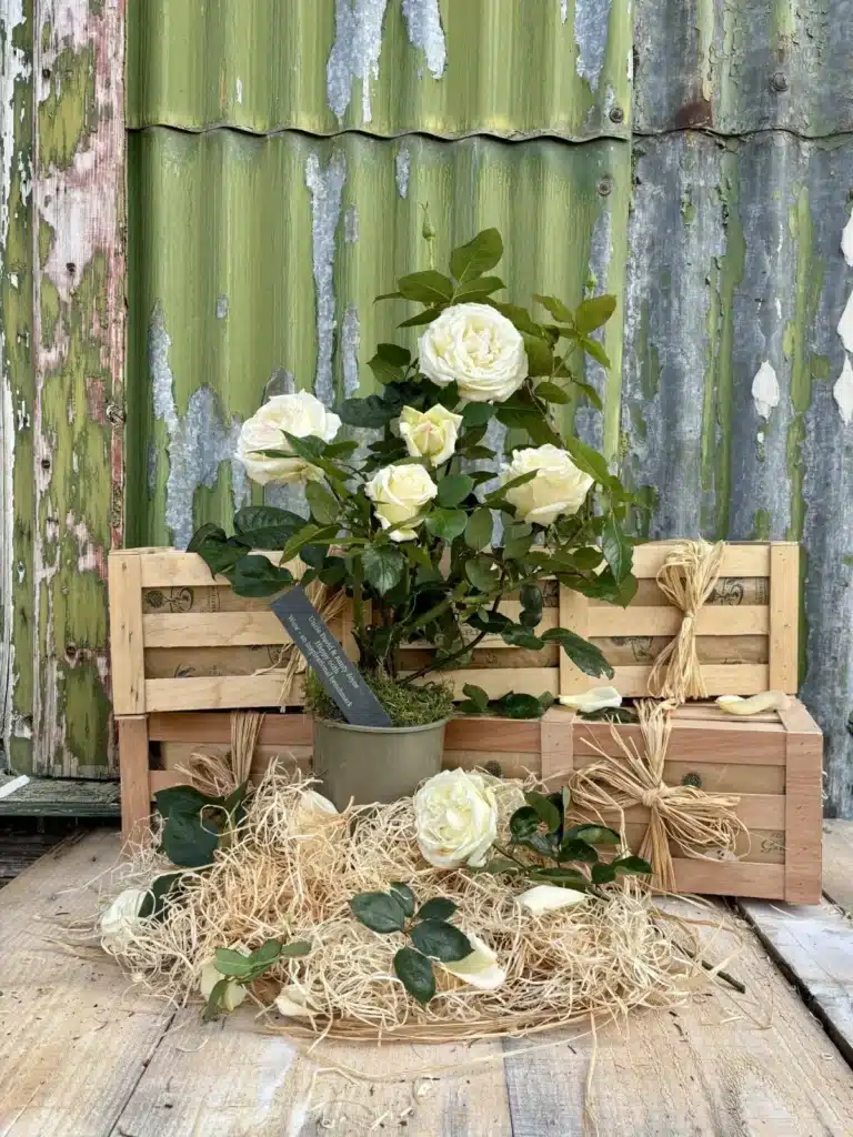 Celebrate six decades of love with our unique personalised diamond wedding anniversary rose gift! A beautiful rose and custom slate. Free next-day delivery.