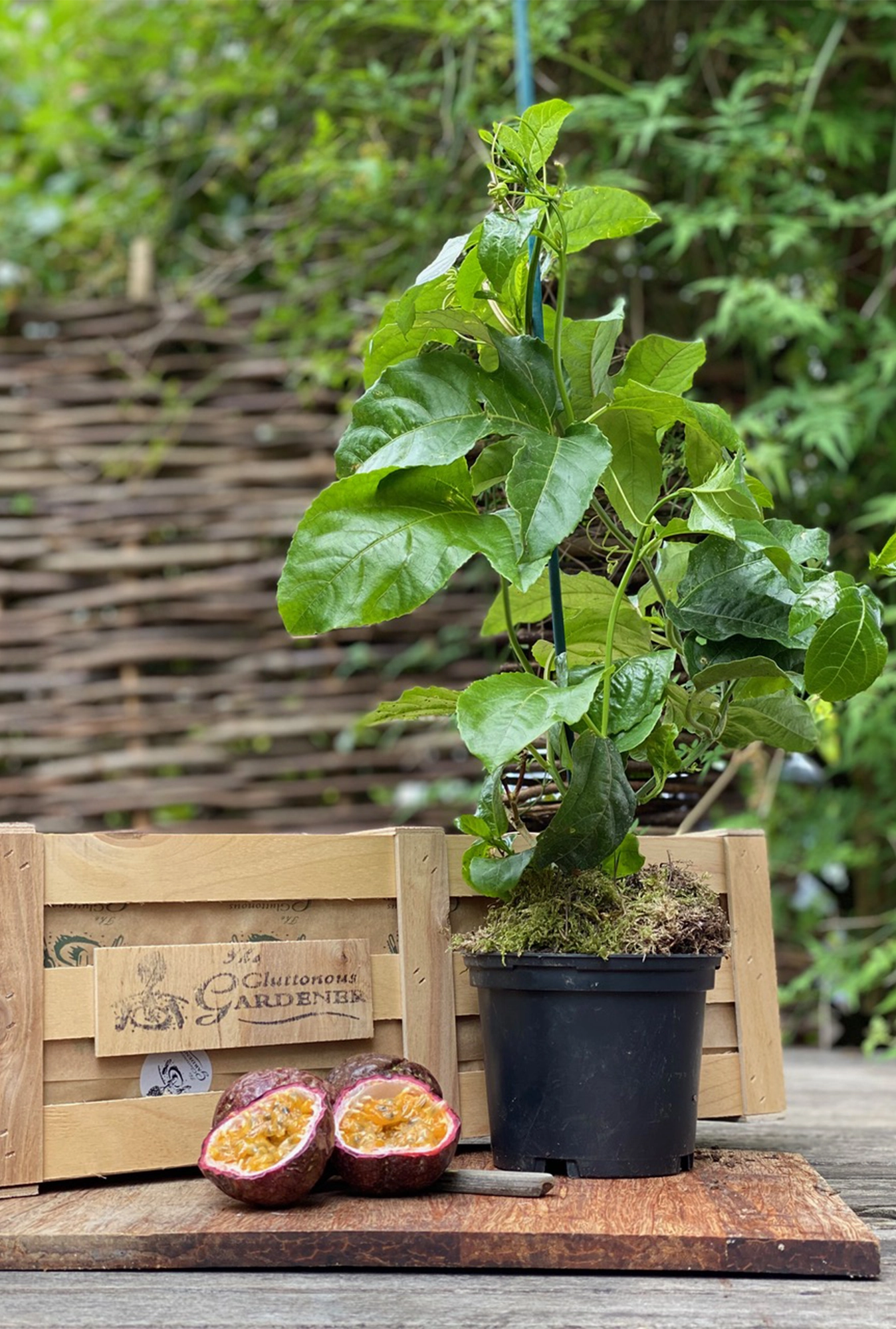 A Passion Fruit plant with large vibrant green leaves in a plastic pot on a wooden board paired with two halved passion fruits and a wooden gift crate.