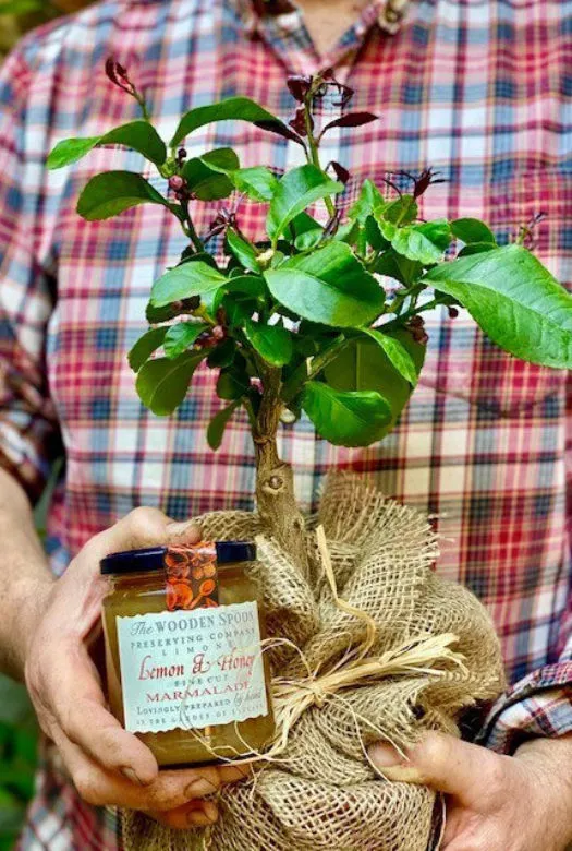 A hessian wrapped Lemon tree and a jar of lemon & honey marmalade held by two hands of a human.