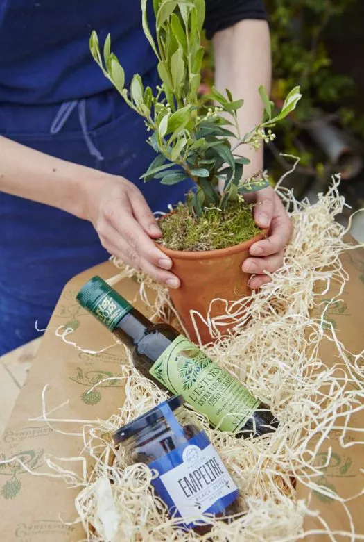 Composition of a small beautiful healthy evergeen olive tree in a terracotta pot, covered in moss, a bottle of fine extra-virgin olive oil and a jar of 'EMPELTRE' spanish olives nestled in wood wool and paper wrapping. Two hands of a blue dressed person are holding the pot.