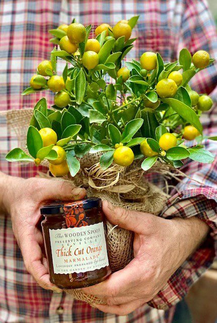 A Calamondin plant with many small orange fruits in a hessian wrapped pot with a jar of Orange marmalade held by two hands.