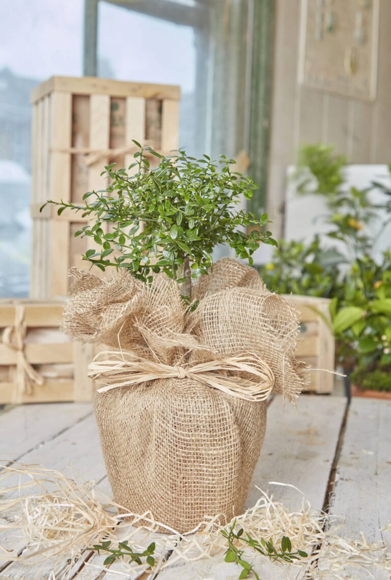 Discover the exotic finger lime plant, known for its unique 'caviar lime' fruits that burst with flavour. Order now with free delivery