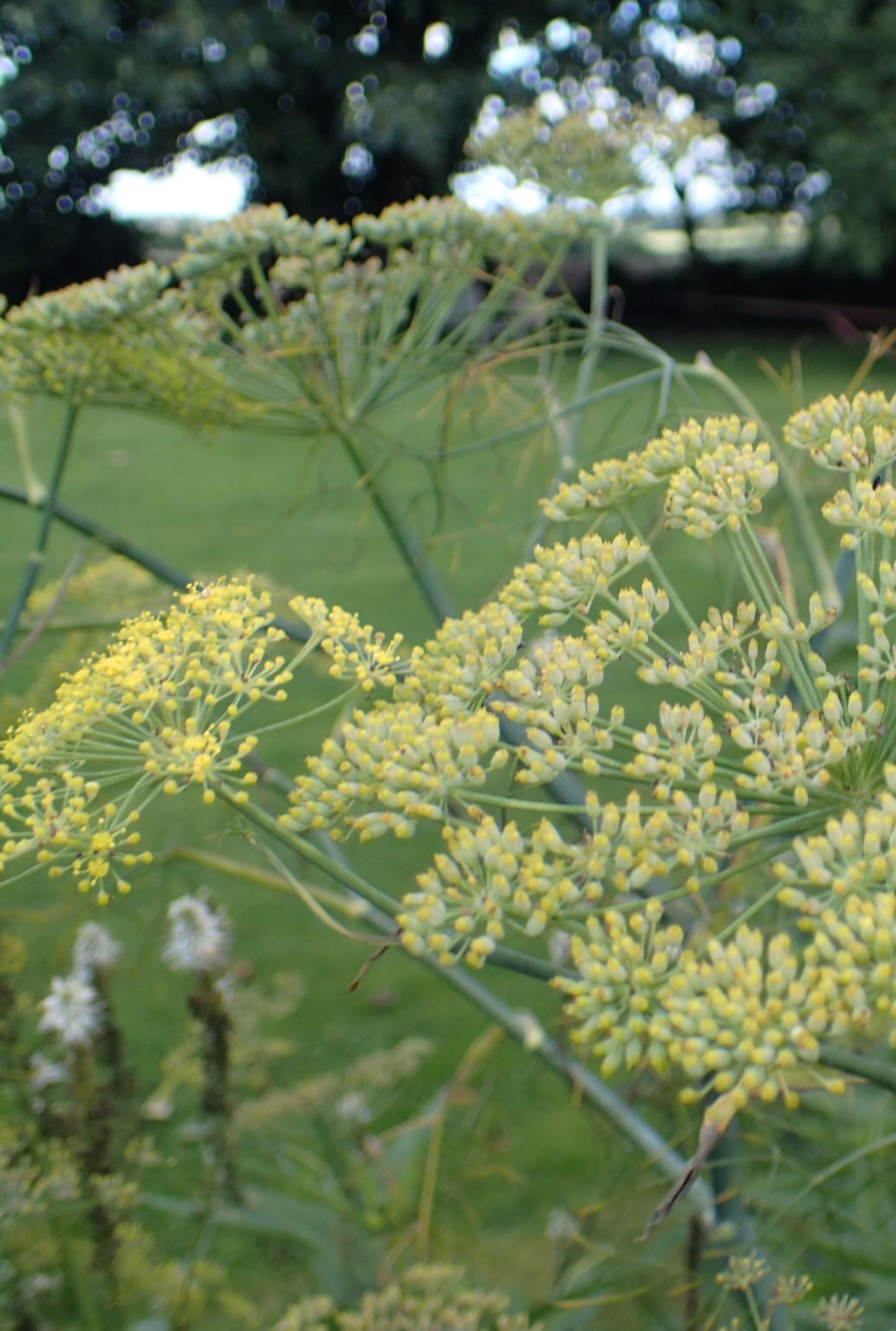 Close up of Fennel plant growing outside.