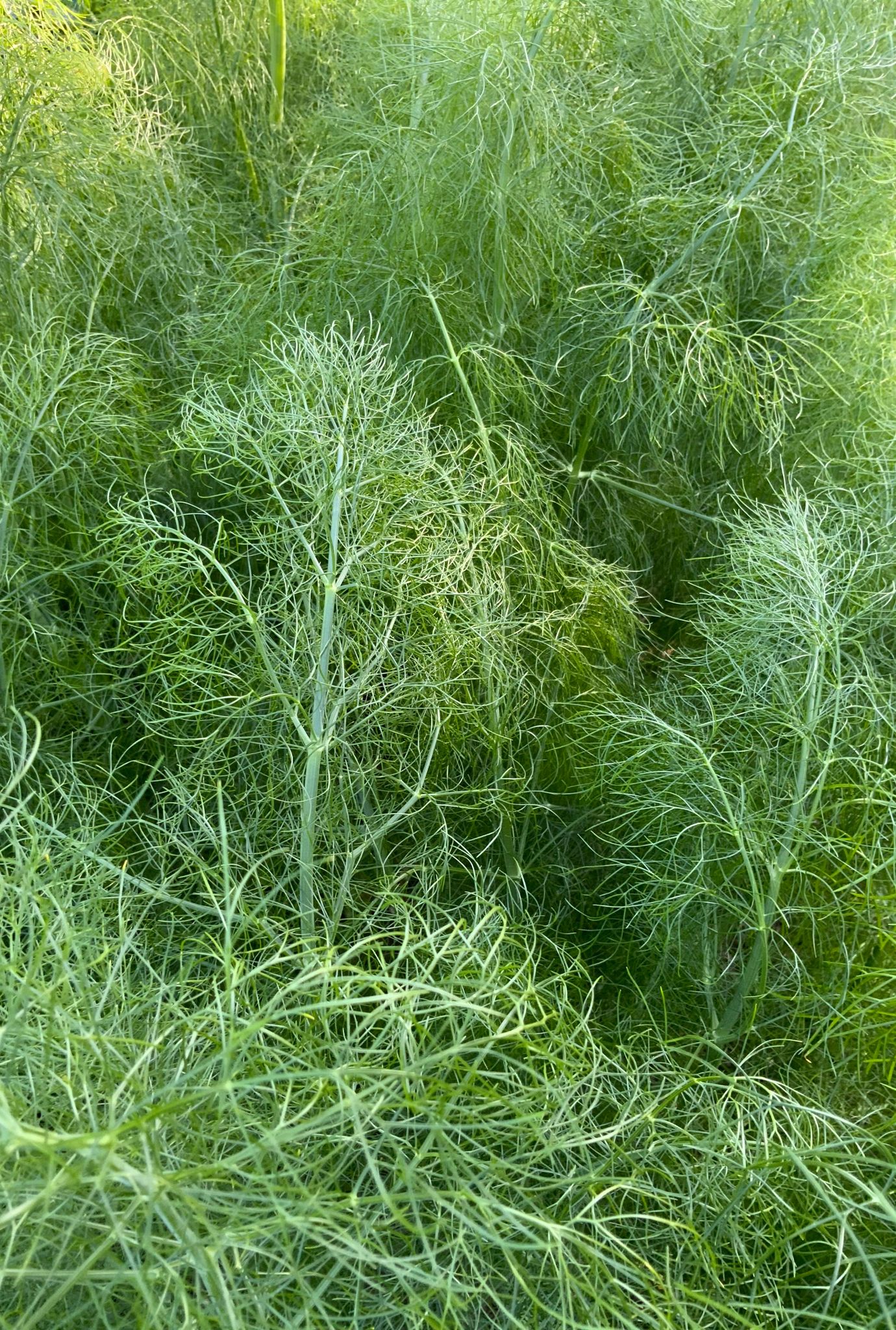 Bushes of lush green Fennel growing outside.