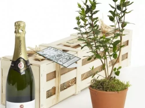 An ensemble of a wooden gift crate with a gift tag, a green bush in a terracotta pot and a full sized bottle of champagne.