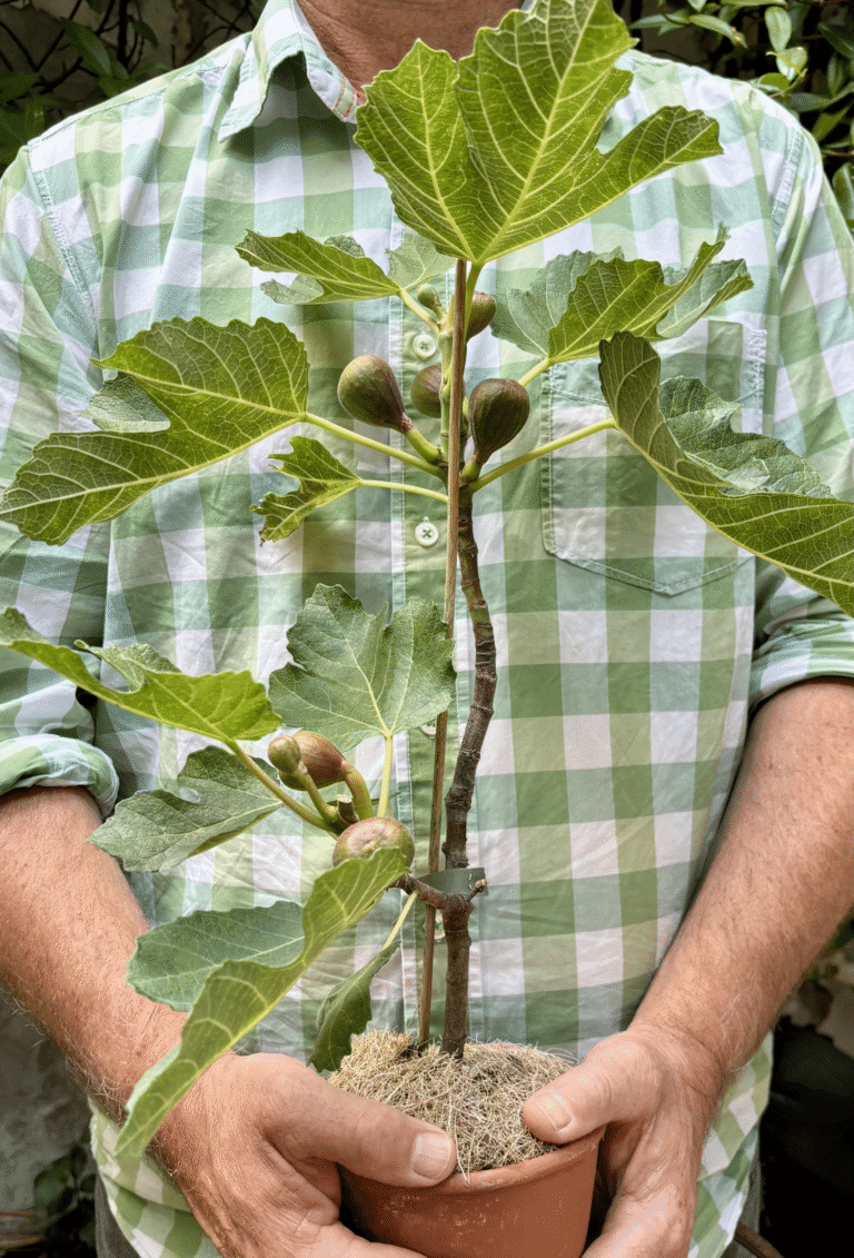 Young fig tree with ripe figs growing in a terracotta pot