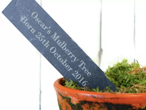 A personalised engraved slim slate stake in a moss covered terracotta pot.